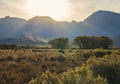 Cows grazing near Bishop California