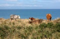 Cows Grazing Near the Sea