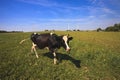 Cows grazing near wind turbines Royalty Free Stock Photo