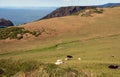 cows grazing next to Camelot Castle Hotel Royalty Free Stock Photo