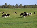 Cows grazing in pasture Royalty Free Stock Photo