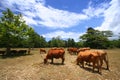 Cows grazing in pasture