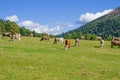 Cows grazing in pasture dolomites Royalty Free Stock Photo