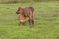 Cows grazing on pasture field landscape