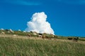 Cows grazing on a pasture with a fluffy cloud. Royalty Free Stock Photo