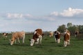 Cows grazing in pasture front view