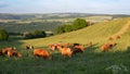 Cows grazing on pasture in Germany, species appropriate animal husbandry, farmland meadow