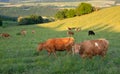 Cows grazing on pasture in Germany, species appropriate animal husbandry, farmland meadow