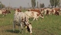 Cows grazing in a pasture