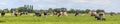 Cows grazing in the pasture, a group peaceful and sunny, a herd in Dutch landscape of flat land with a wide blue sky with white