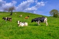 Cows grazing on pasture, a herd of black and white cows mixed with brown and white cattle Royalty Free Stock Photo
