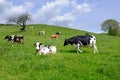 Cows grazing on pasture, a herd of black and white cows mixed with brown and white cattle Royalty Free Stock Photo