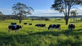 Dairy Cows Grazing in Green Pasture on a Sunny Day Royalty Free Stock Photo
