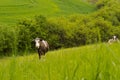 Cows grazing on a pasture located on a hillside. Royalty Free Stock Photo