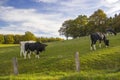 Cows Grazing on Pasture in Lower Rhine Region, Germany Royalty Free Stock Photo