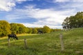 Cows Grazing on Pasture in Lower Rhine Region Royalty Free Stock Photo