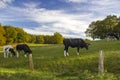 Cows Grazing on Pasture Royalty Free Stock Photo