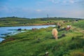 Cows grazing in a pasture meadow of Extremadura with a lake in the background