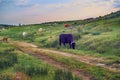 Cows grazing in a pasture meadow in Extremadura in spring