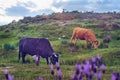Cows grazing in a pasture meadow in Extremadura in spring