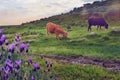 Cows grazing in a pasture meadow in Extremadura in spring