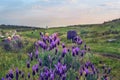 Cows grazing in a pasture meadow in Extremadura in spring