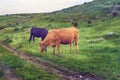 Cows grazing in a pasture meadow in Extremadura in spring Royalty Free Stock Photo