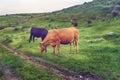 Cows grazing in a pasture meadow in Extremadura in spring