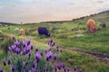 Cows grazing in a pasture meadow in Extremadura in spring