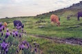 Cows grazing in a pasture meadow in Extremadura in spring