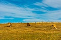 Cows grazing on meadow Royalty Free Stock Photo