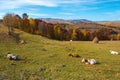 Cows grazing on meadow Royalty Free Stock Photo