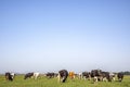 Cows grazing in the pasture, peaceful in Dutch landscape of flat land with a blue sky at the horizon Royalty Free Stock Photo