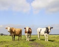 3 Cows grazing in the pasture, peaceful and sunny and a blue sky, black red and white, standing upright side by side in a field, Royalty Free Stock Photo