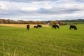 Cows in a Grassy Field on a Cloudy Day in Autumn
