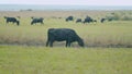 Cows grazing on pasture in summer. Cow on a green meadow. Dairy and agriculture concept. Real time. Royalty Free Stock Photo