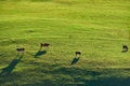 Cows grazing at a pasture in Vermont Royalty Free Stock Photo