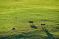 Cows grazing at a pasture in Vermont Royalty Free Stock Photo