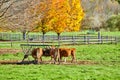 Cows grazing at a pasture in Vermont Royalty Free Stock Photo
