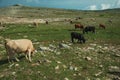 Cows grazing on poor pasture filled with stones