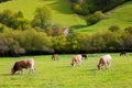Cows grazing in Pyrenees green autumn meadows at Spain