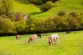 Cows grazing in Pyrenees green autumn meadows at Spain