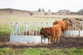 Cows Grazing On Ranch