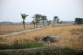 Cows grazing in the rice fields in Sundarbans, India