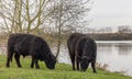 Cows Grazing by the River Royalty Free Stock Photo