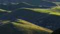 Cows grazing on the rolling hills of Te Mata Peak, HawkeÃ¢â¬â¢s Bay