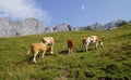 cows grazing in the scenic Austrian Alps of the Dachstein region (Styria in Austria) Royalty Free Stock Photo