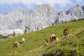 cows grazing in the scenic Austrian Alps of the Dachstein region (Styria in Austria) Royalty Free Stock Photo