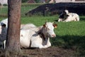 Cows grazing in scenic summer fields