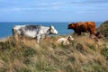 Cows Grazing by the Sea